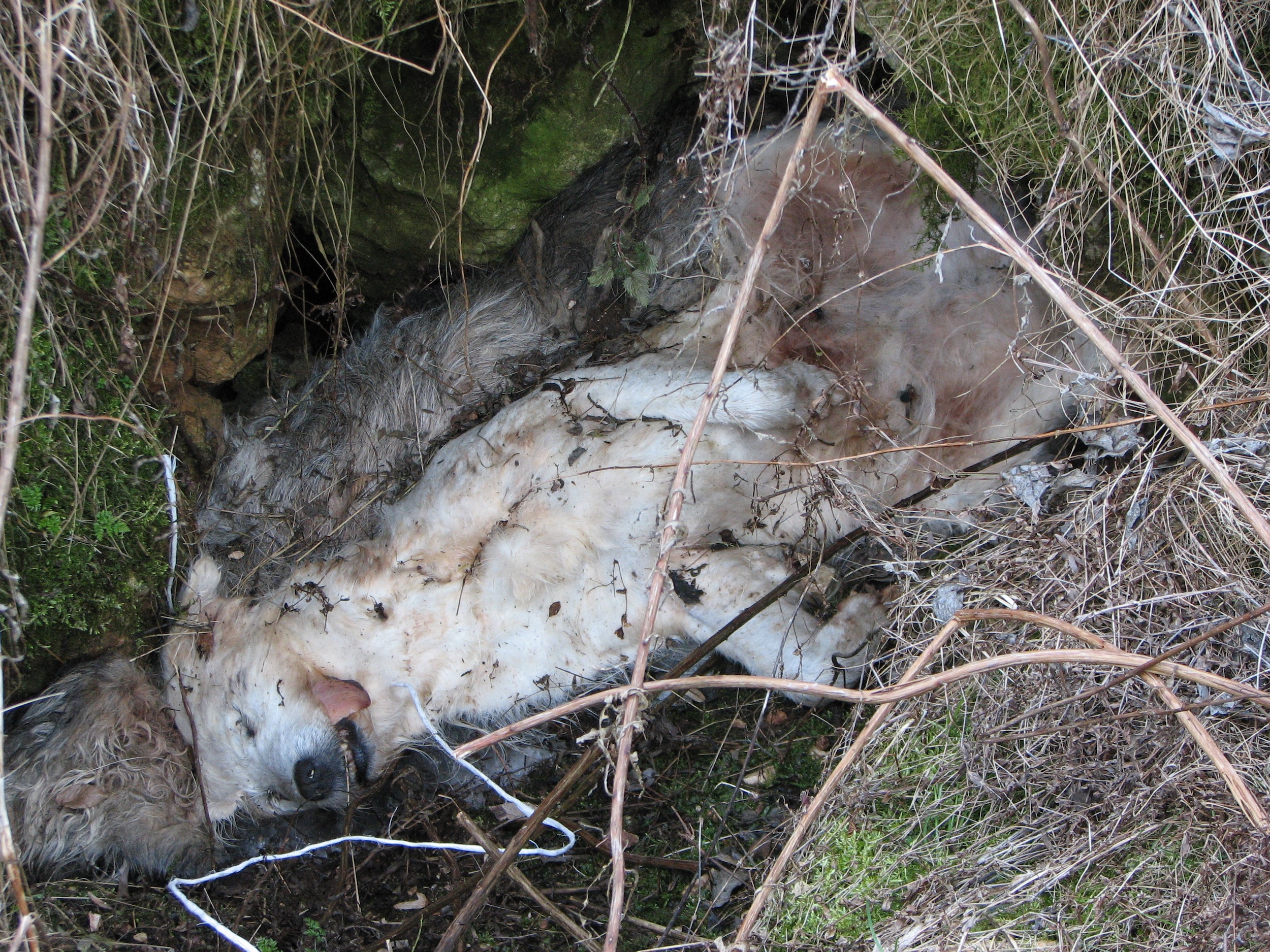 Poluarea Peșterii din Valea Bobii - 3