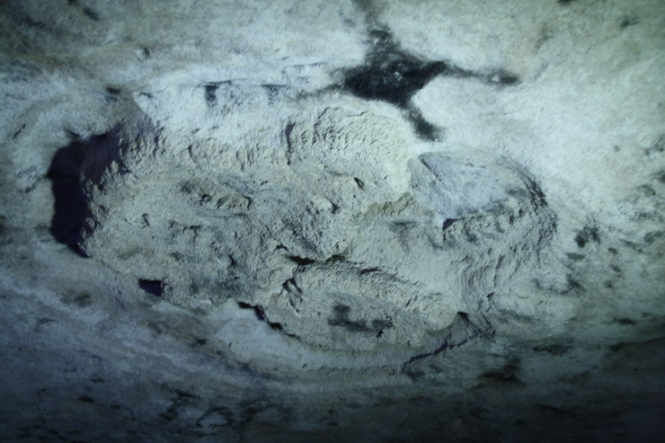 Pestera Limanu, galeria 10, formatiune de tavan de tip ciuperca Poliporus - Sursa: Gigi Dragomir