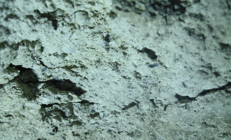 Pestera Limanu, galeria 22, calcare Sarmatiane cu Mactre - Sursa: Gigi Dragomir