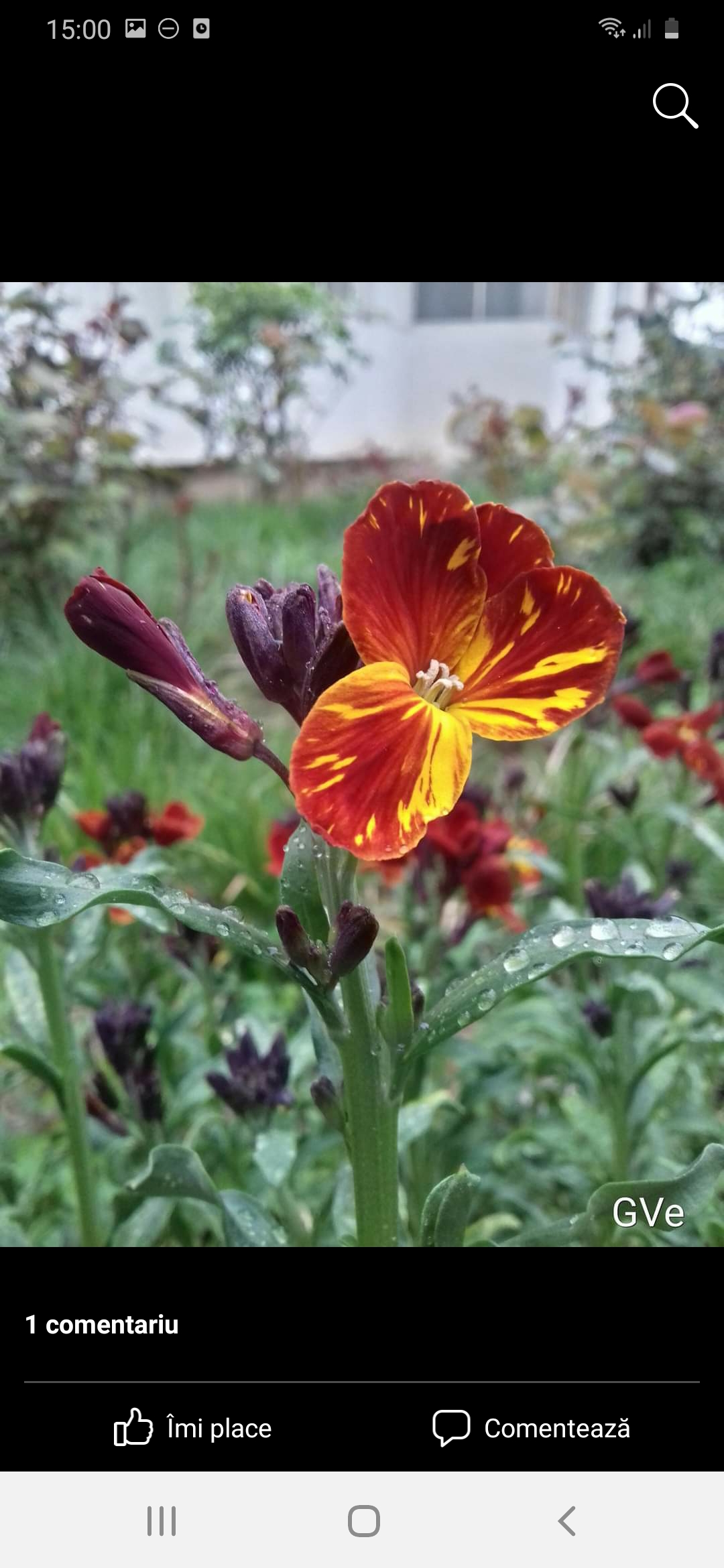 Gorea Veronica Mihaela