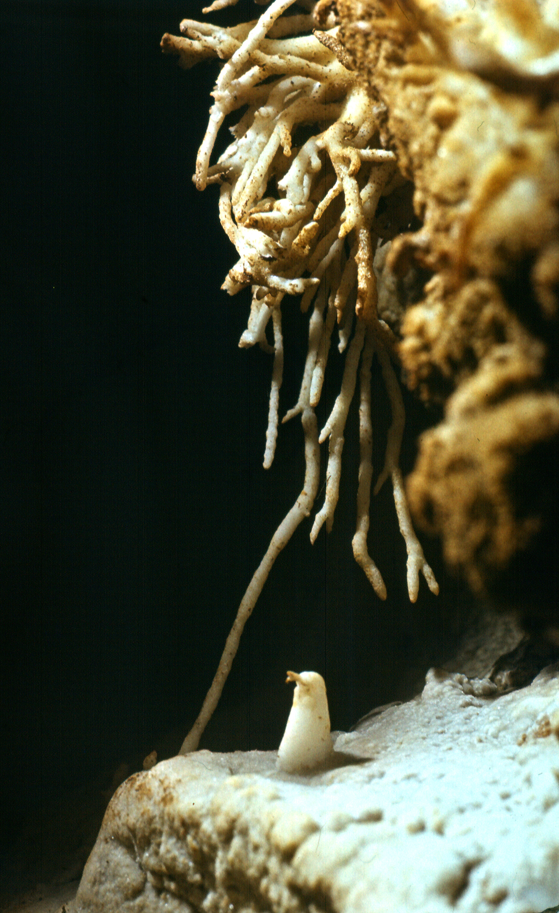 Peştera cu Apă de la Moară - Image 2