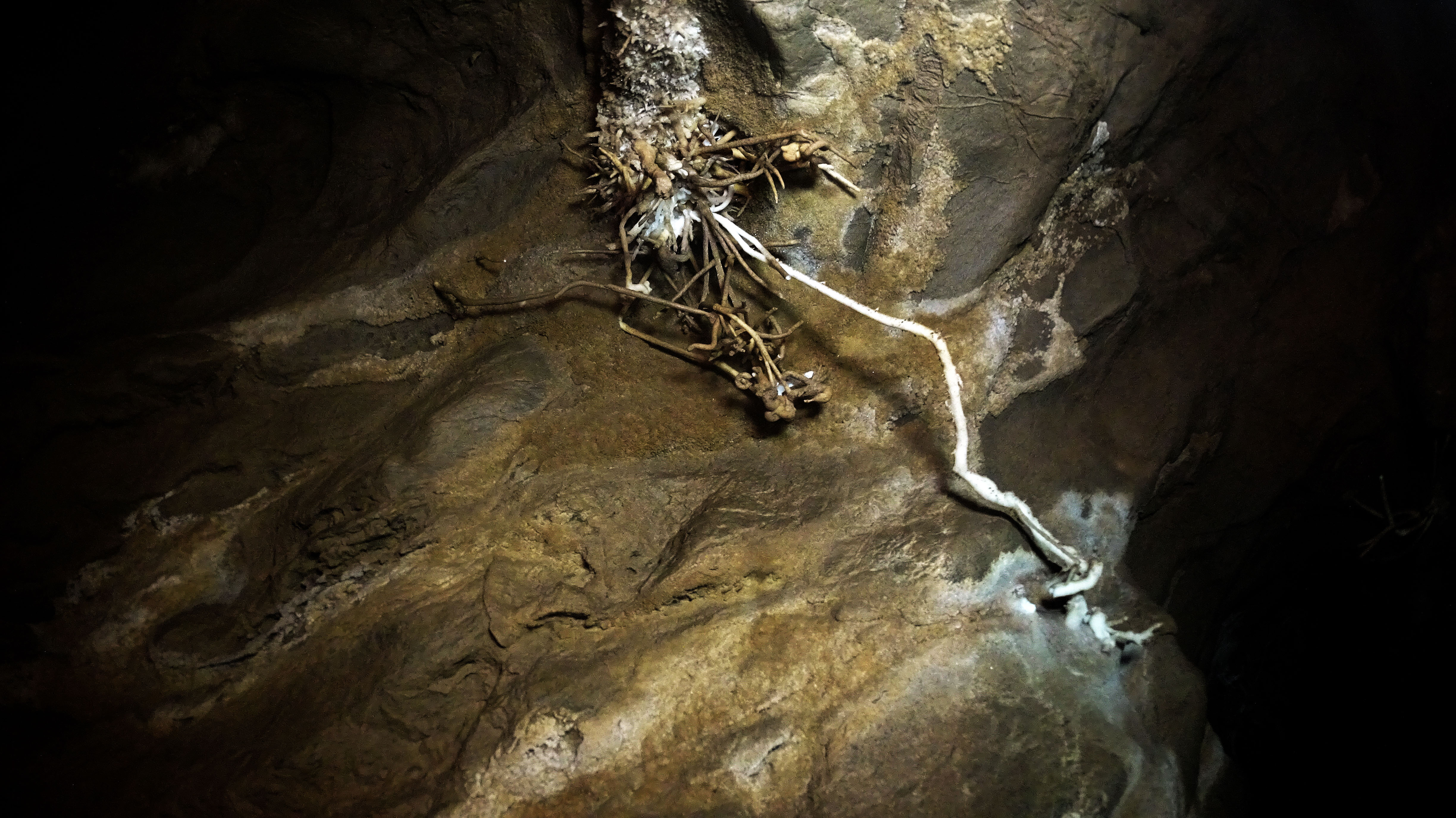 Peştera cu Apă de la Moară - Image 4