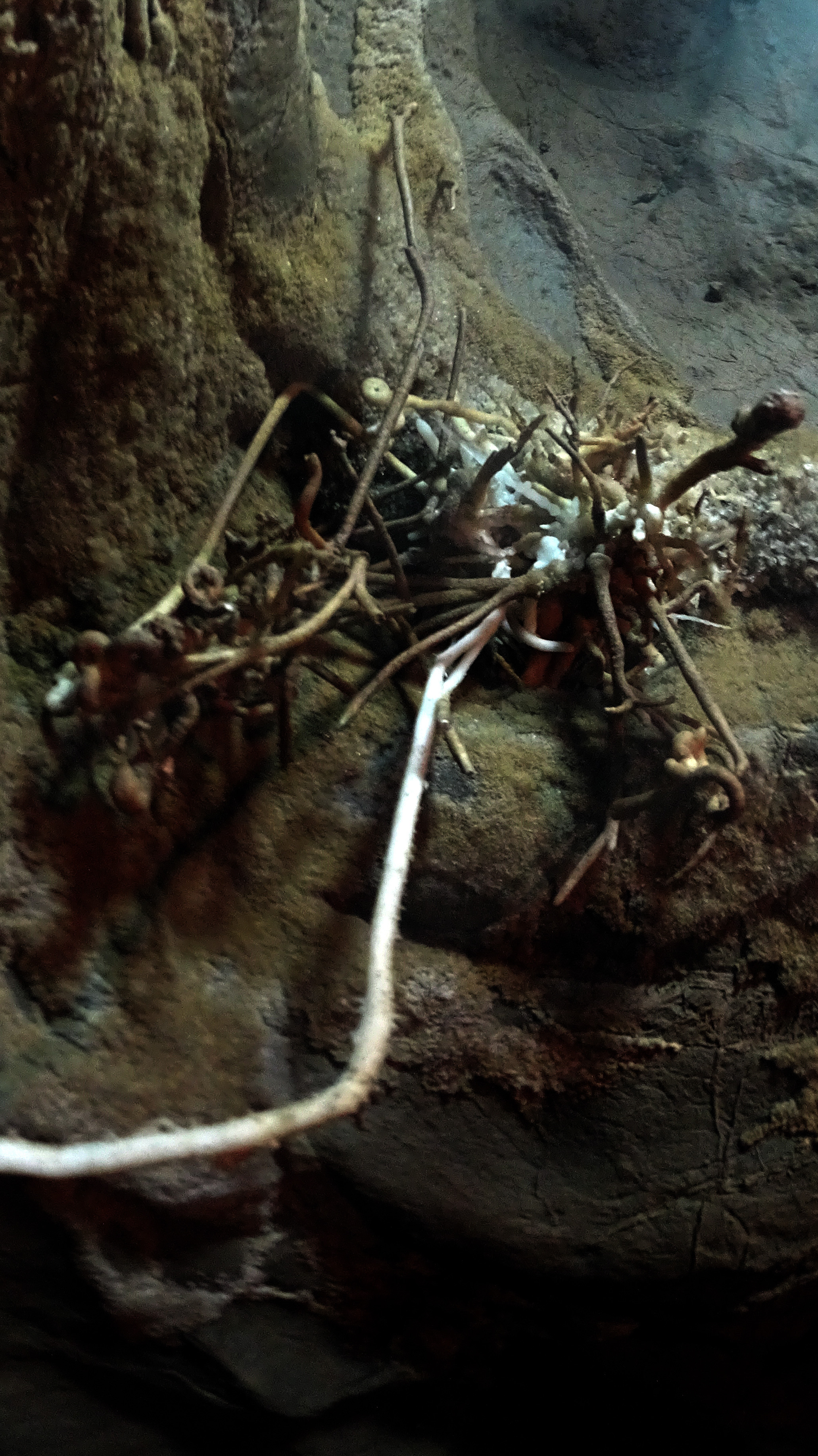 Peştera cu Apă de la Moară - Image 5