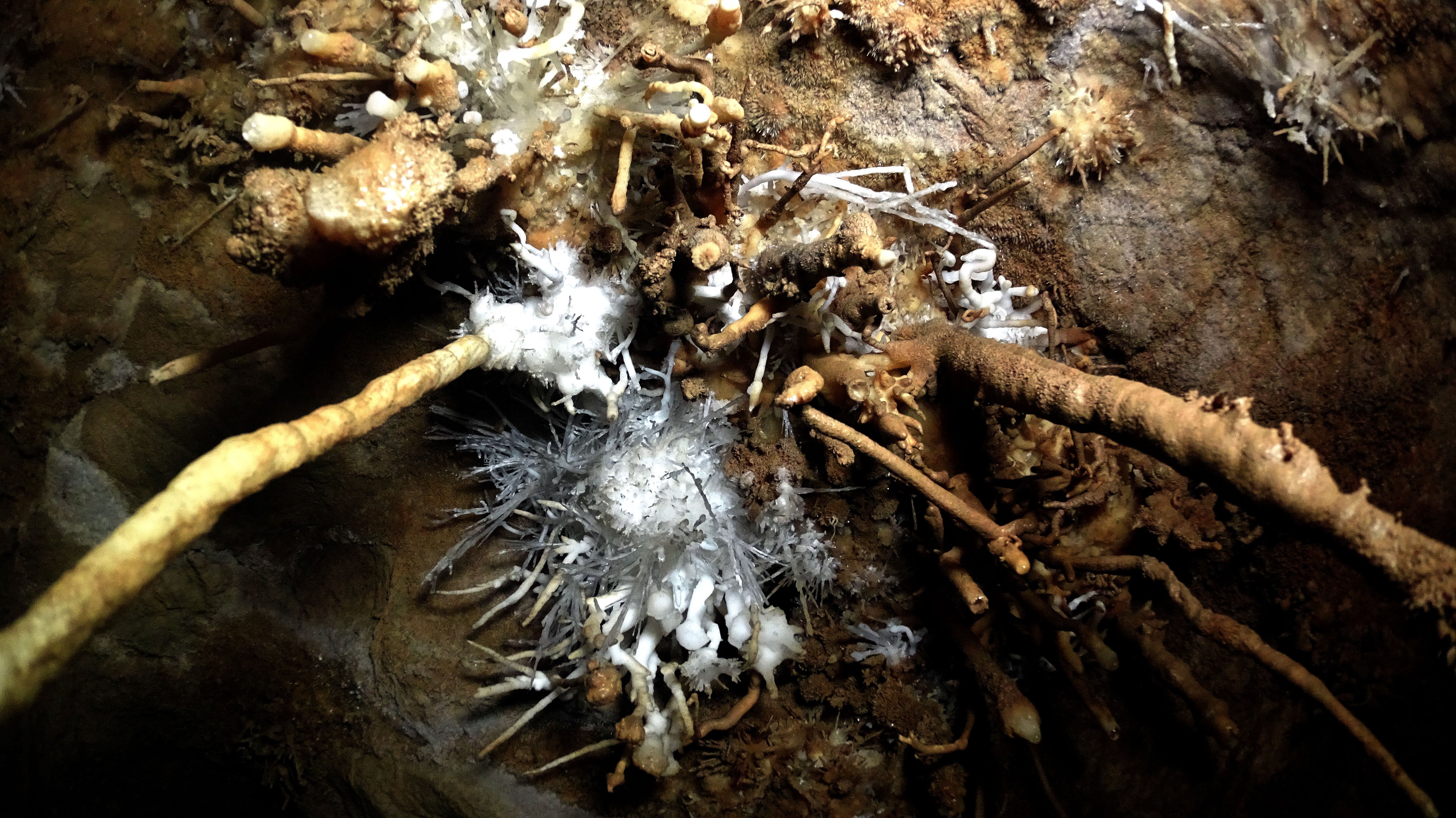 Peştera cu Apă de la Moară - Image 7