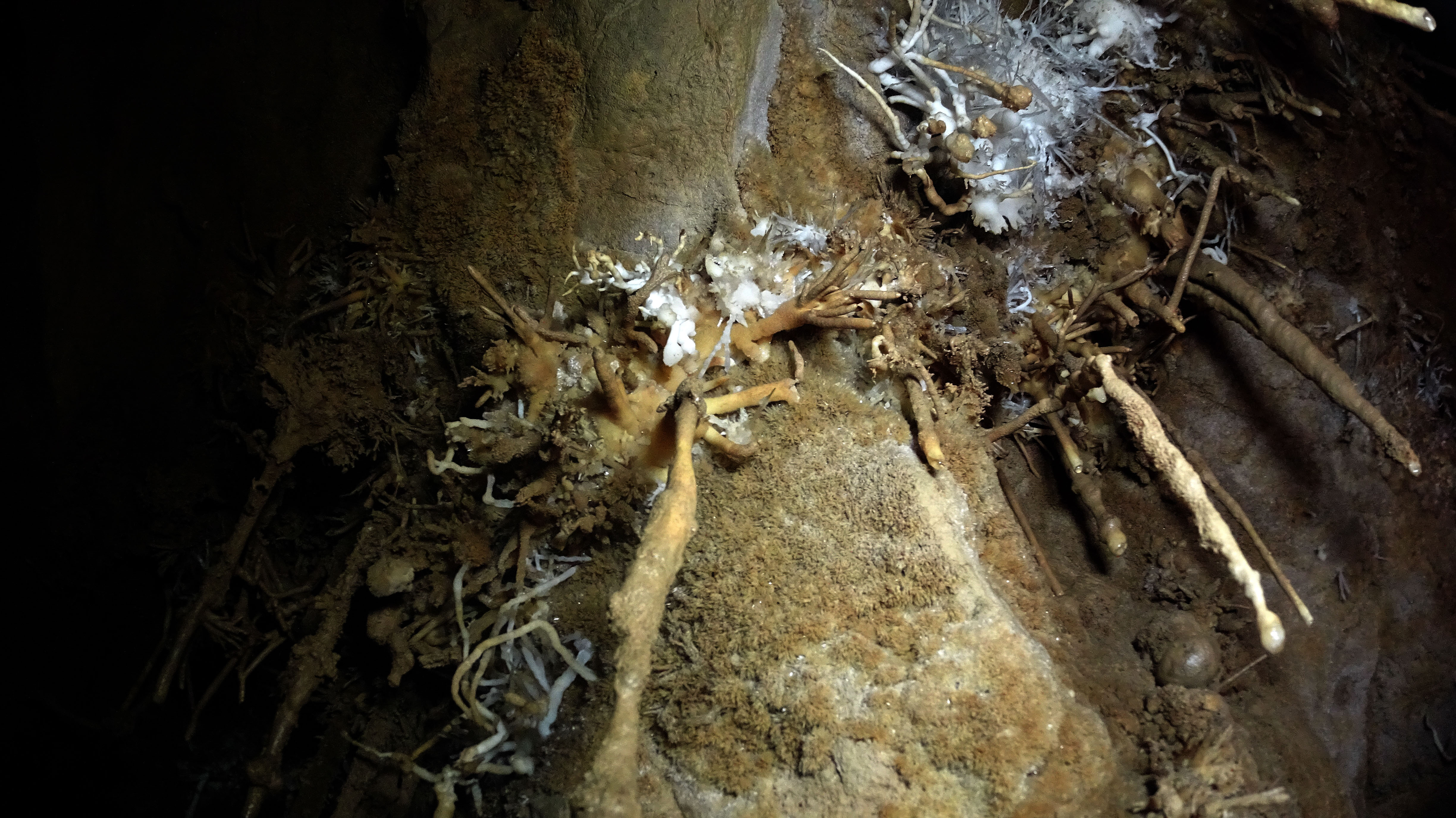 Peştera cu Apă de la Moară - Image 8