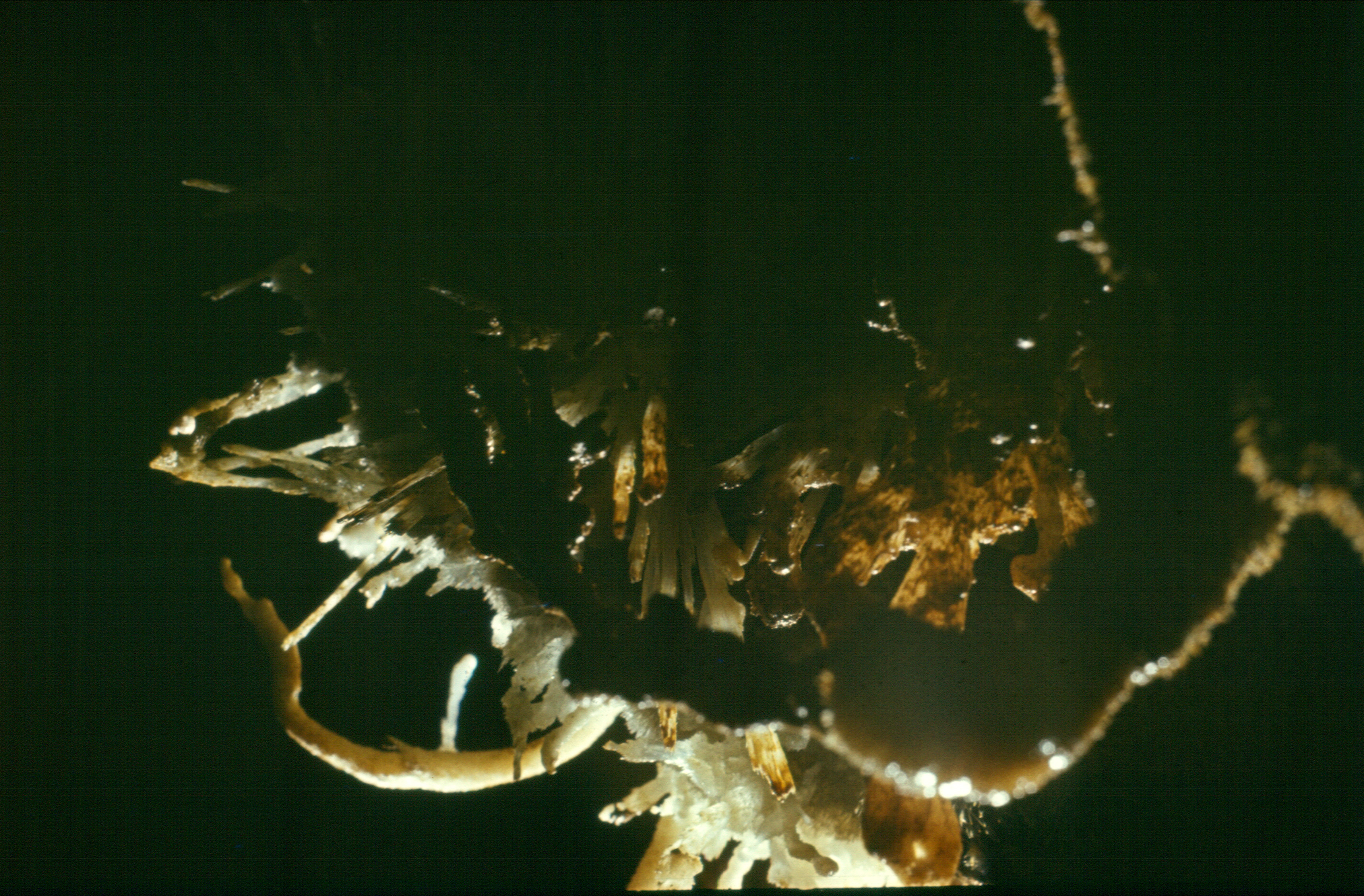 Peştera cu Apă de la Moară - Image 10