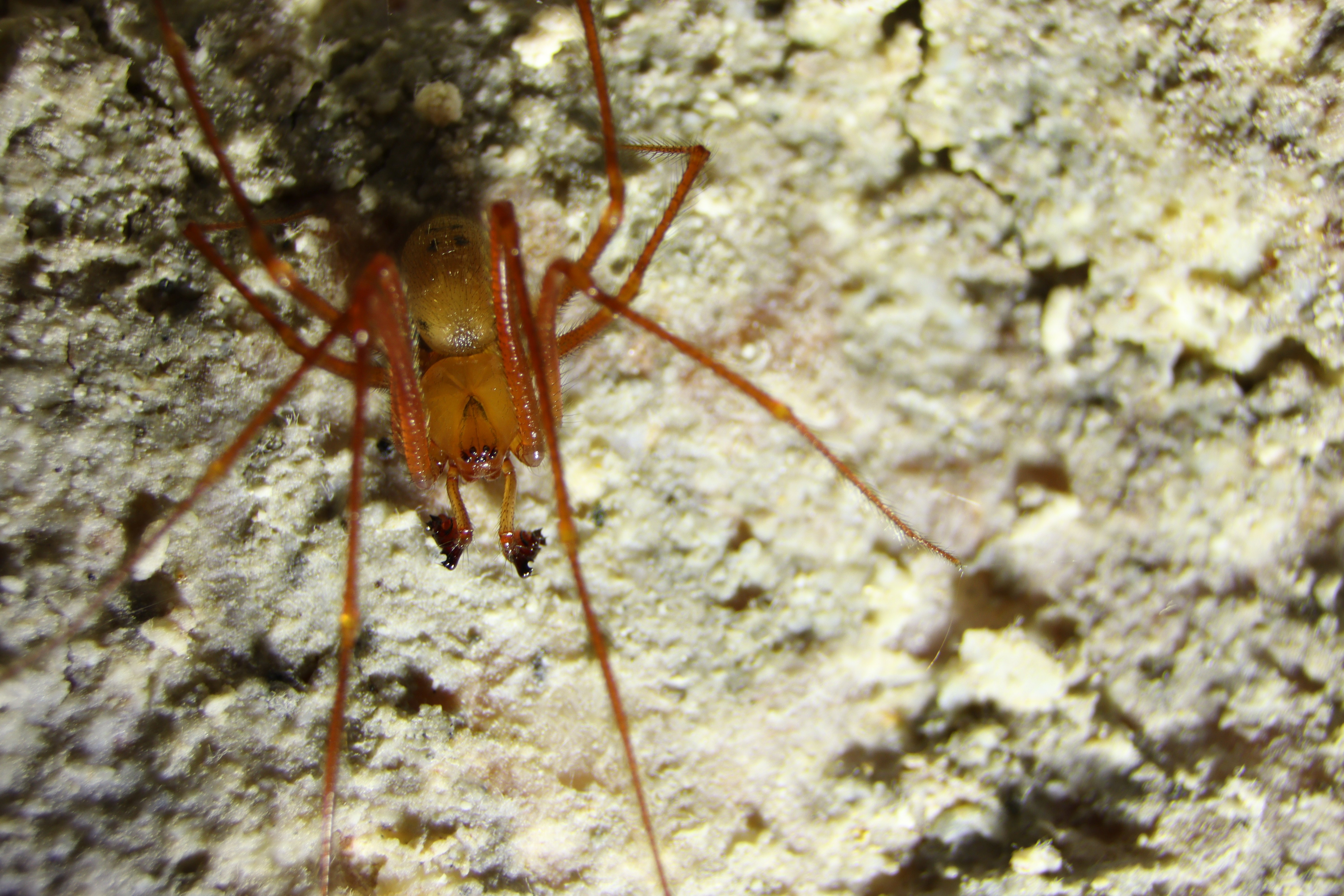 Carpathonesticus racovitzai. © 2026 Ștefan Puiu