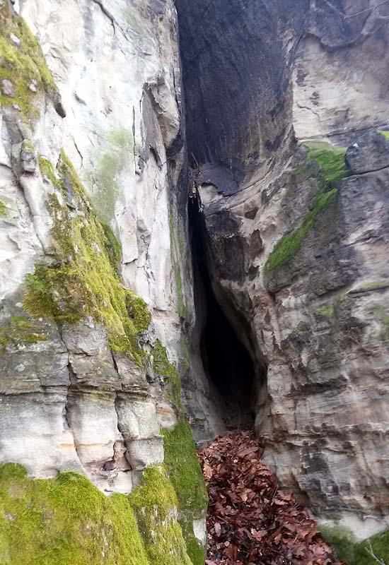 Gaura stramta - Image 1