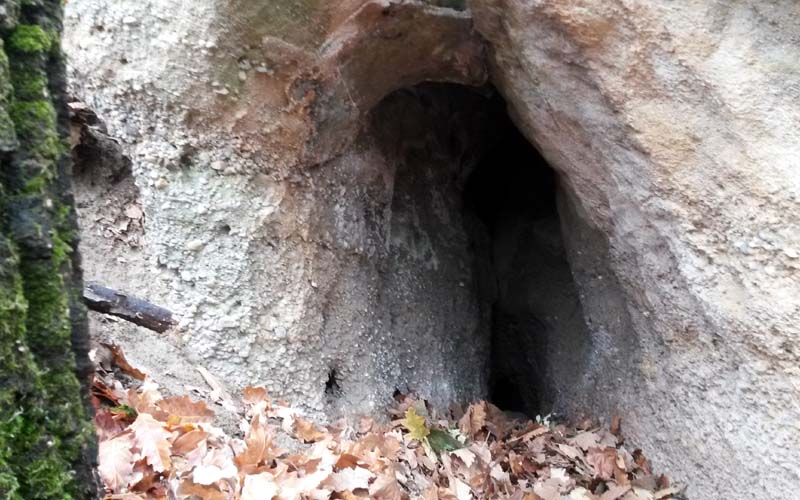 Casa vulpii - Image 1