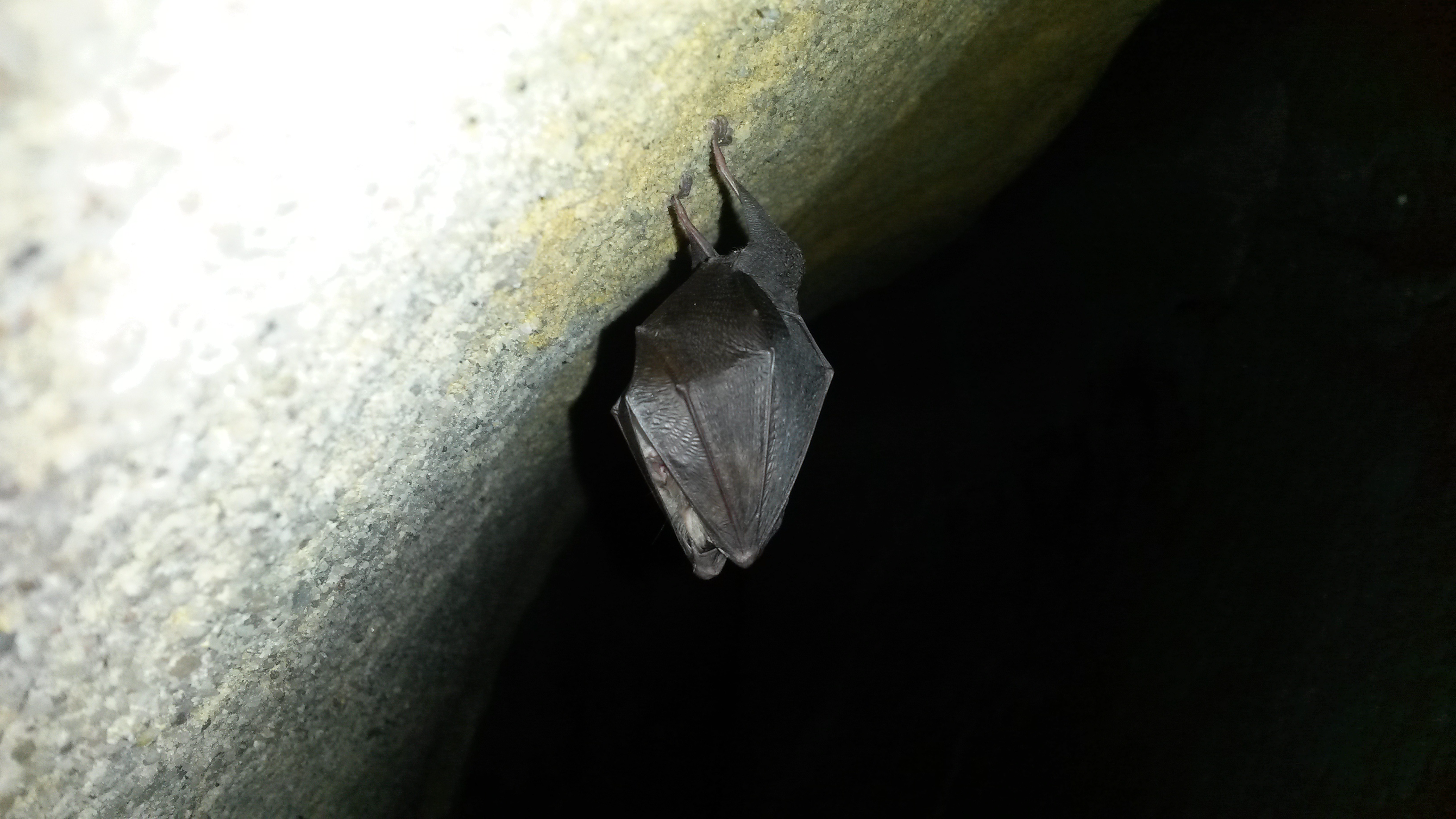 Peştera din Piatra Bondii. (P de la Tamasa) - Image 1