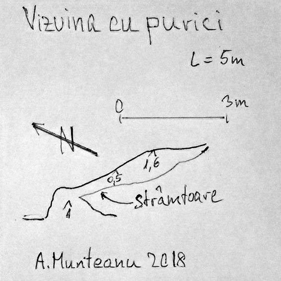 Vizuina cu purici - Image 3