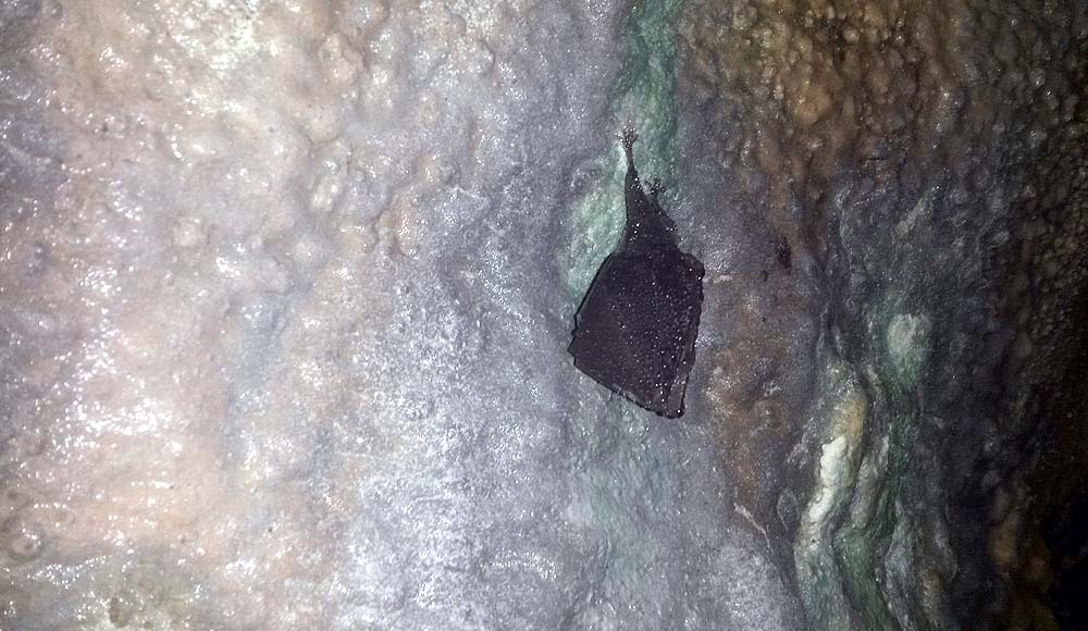 Peştera din faţa Văii Bulduşor - Image 2