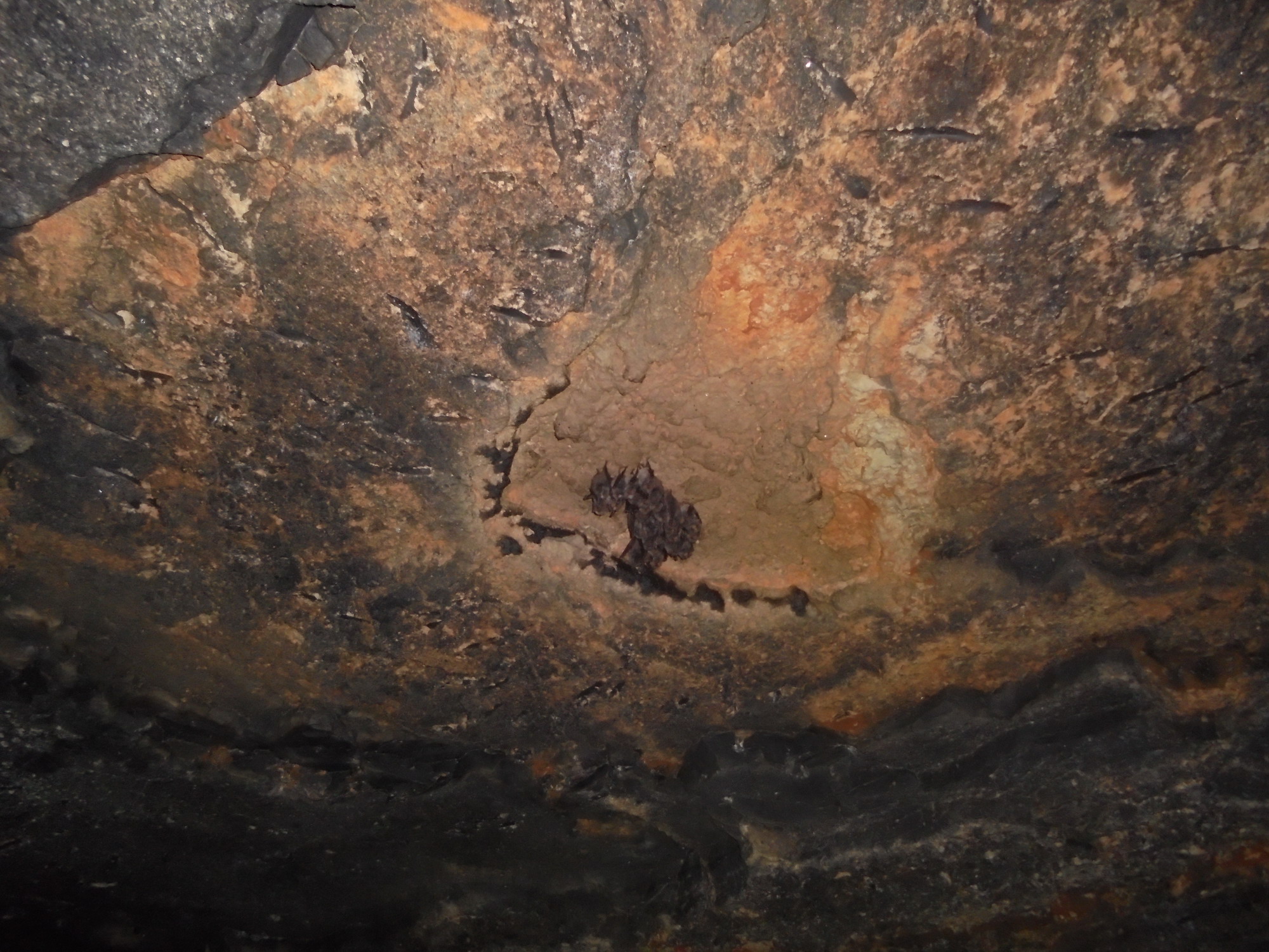 Peştera  din Pădurea Hagiani - Image 2