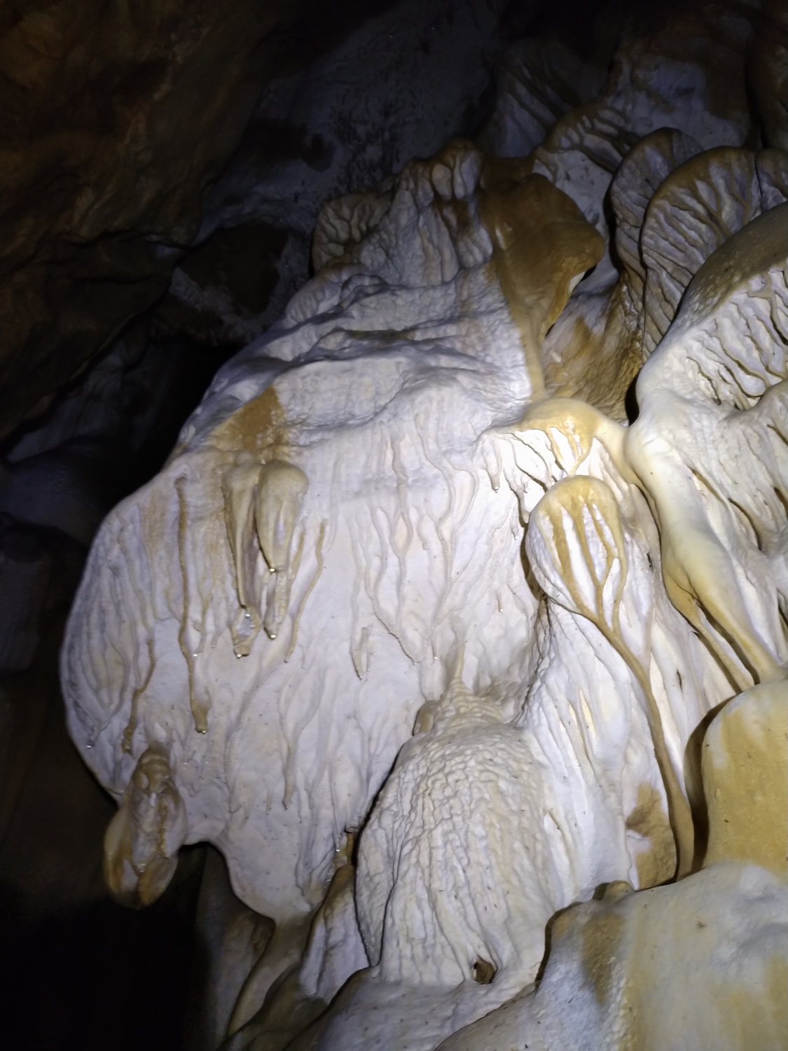 Peştera Lenuţa de la Trei Cleanţuri - Image 4