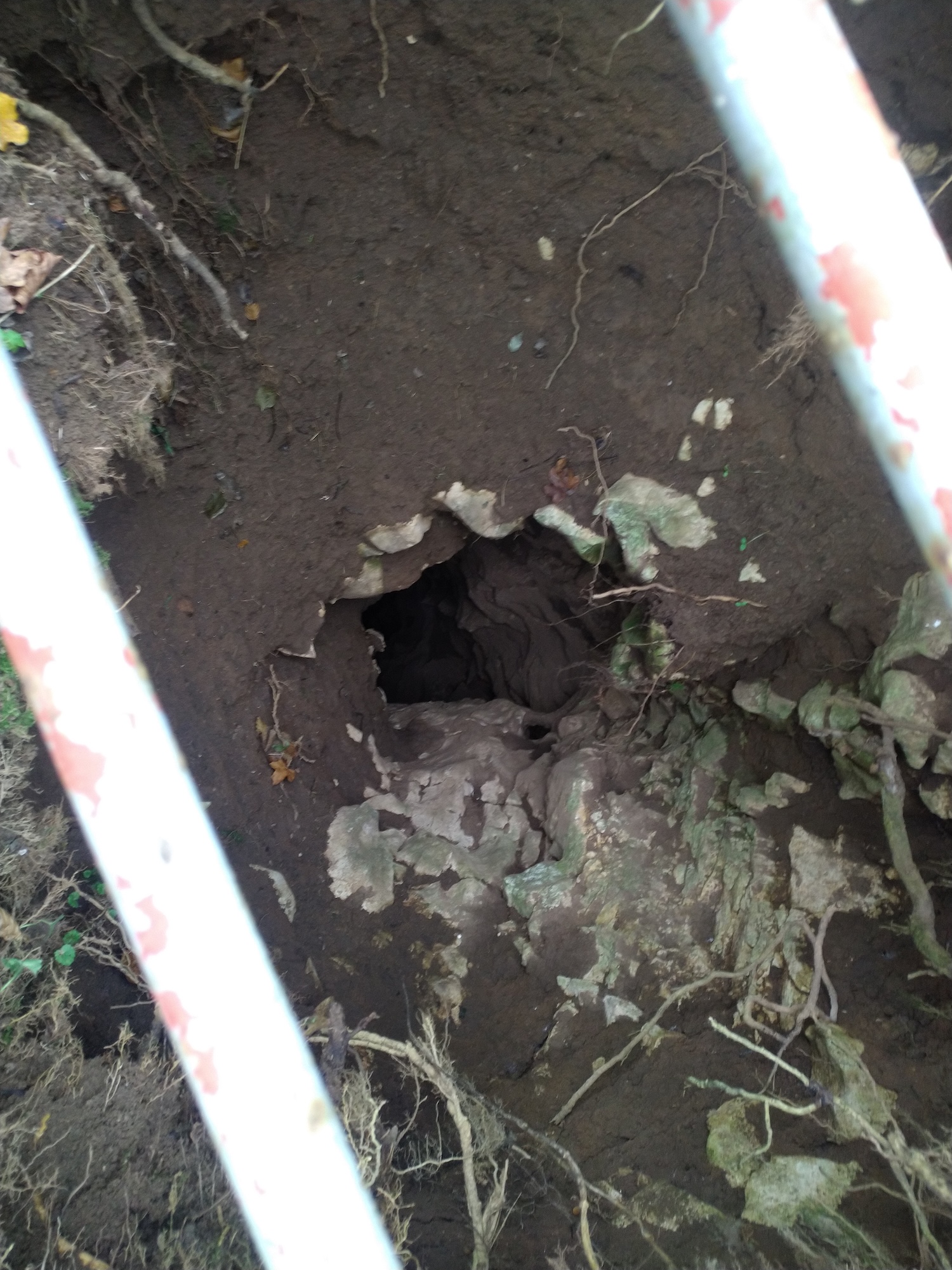 Avenul de la Salaşul lui Cocora - Image 3