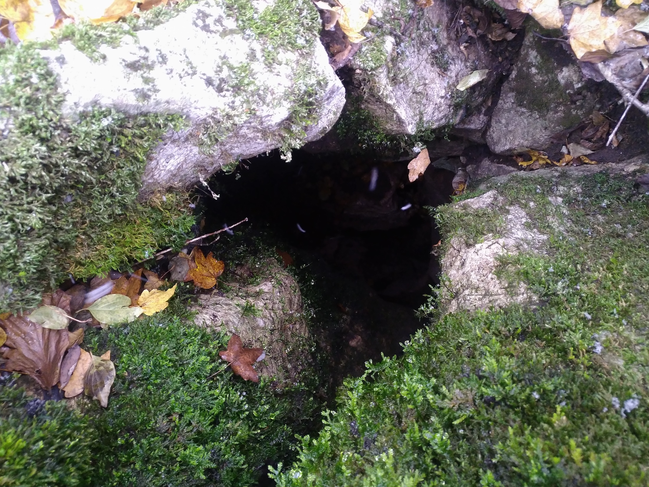 Avenul Dintre Doline - Image 3