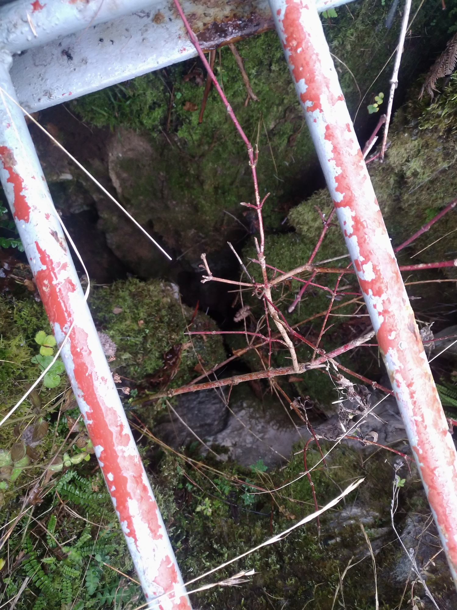 Avenul Mare - Image 5