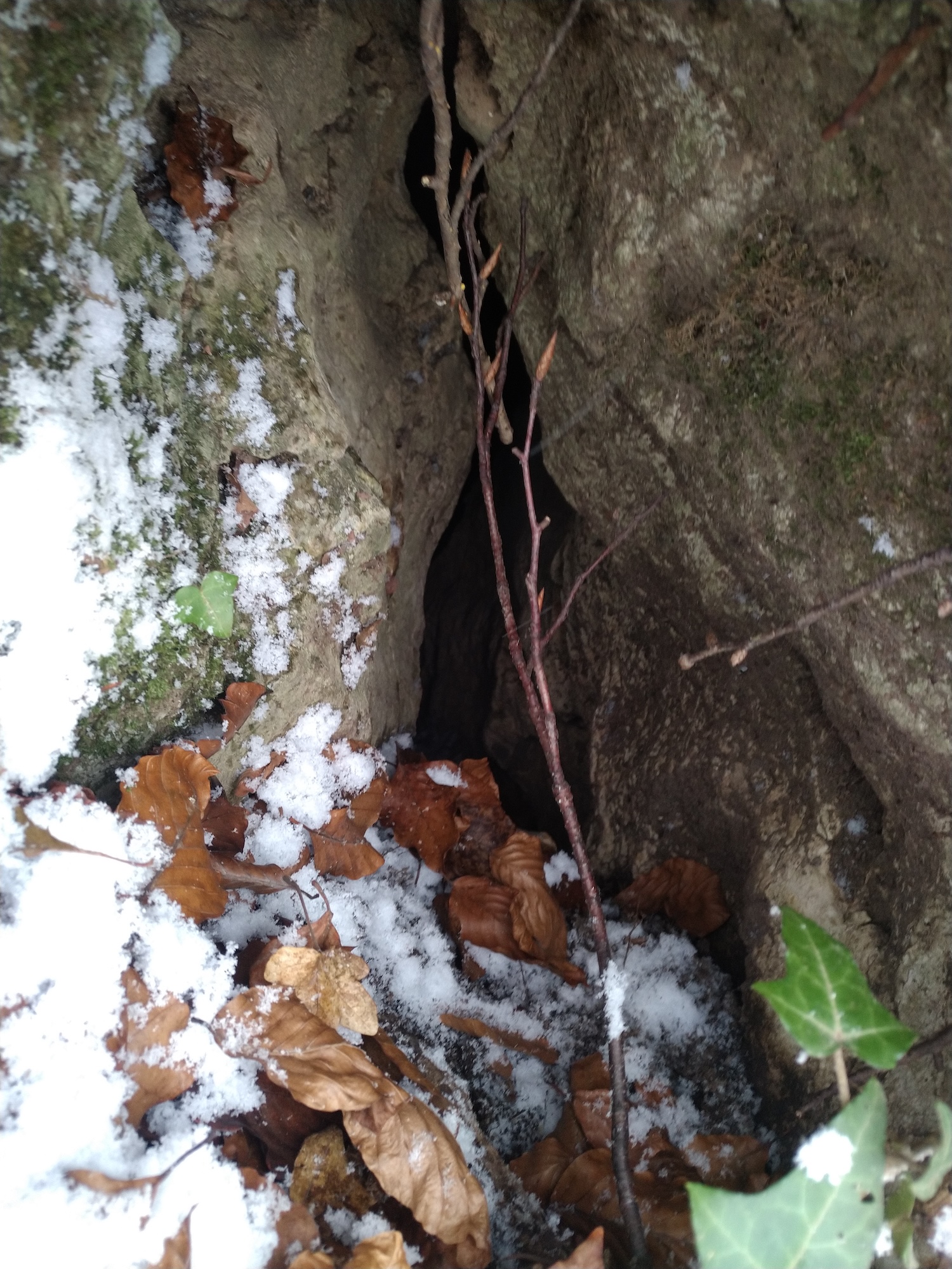 Avenul nr.3 de la Prunii lui Miclea  - Image 2