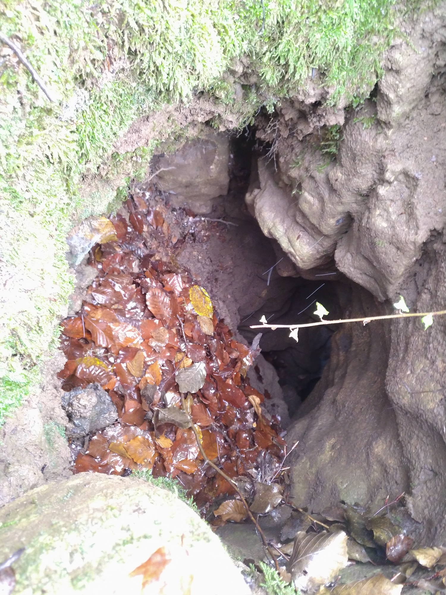 Avenul nr.3 de la Prunii lui Miclea  - Image 3