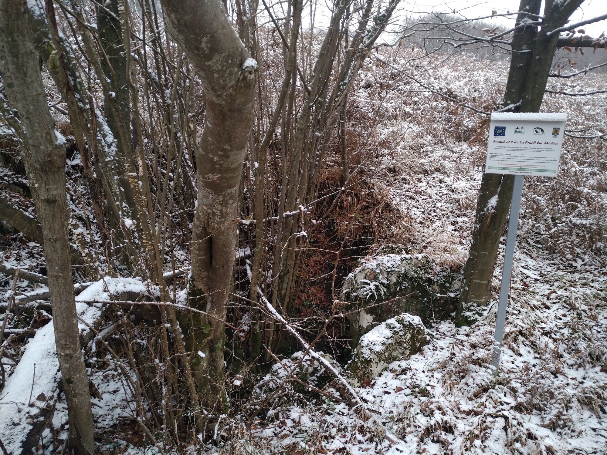 Avenul nr.2 de la Prunii lui Miclea - Image 2