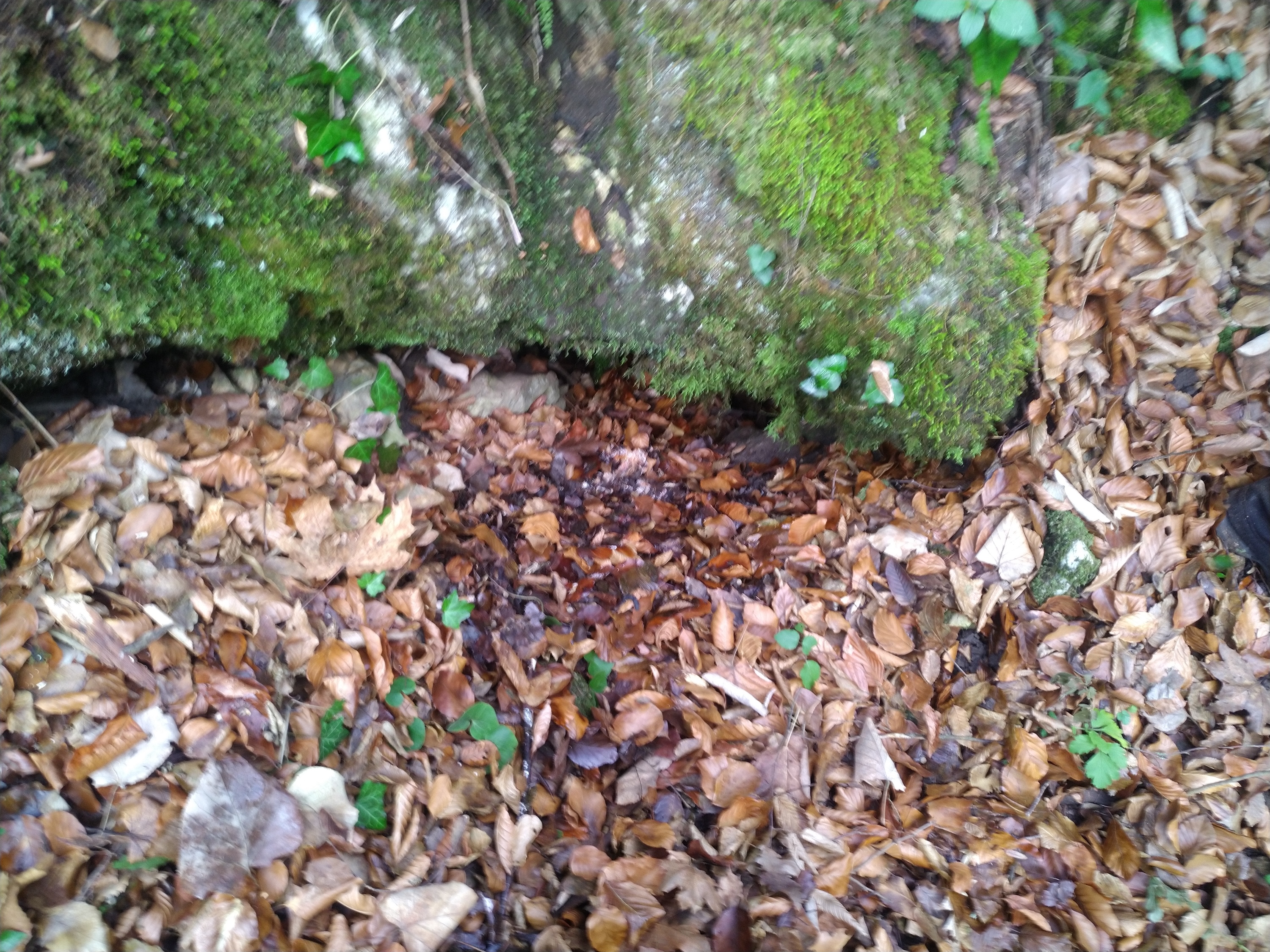 Peștera Nr. 25 din Valea Comarnic - Image 5