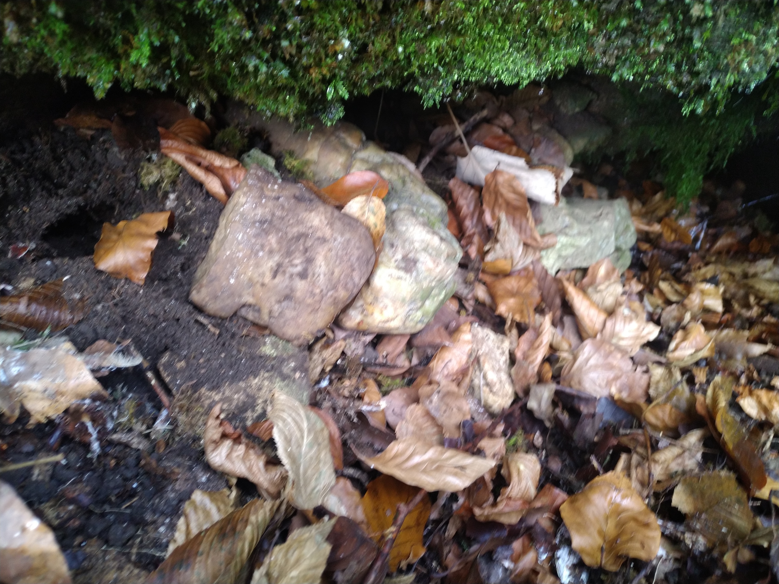 Peștera Nr. 25 din Valea Comarnic - Image 1