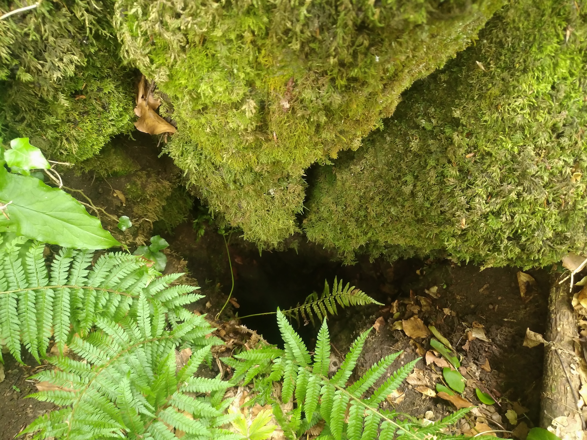 Avenul din Valea Padina Seacă - Image 1