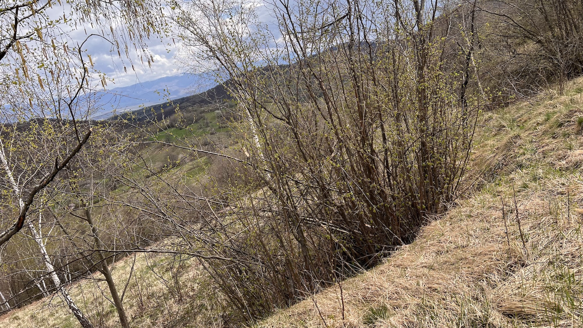 Privire de ansamblu intrare