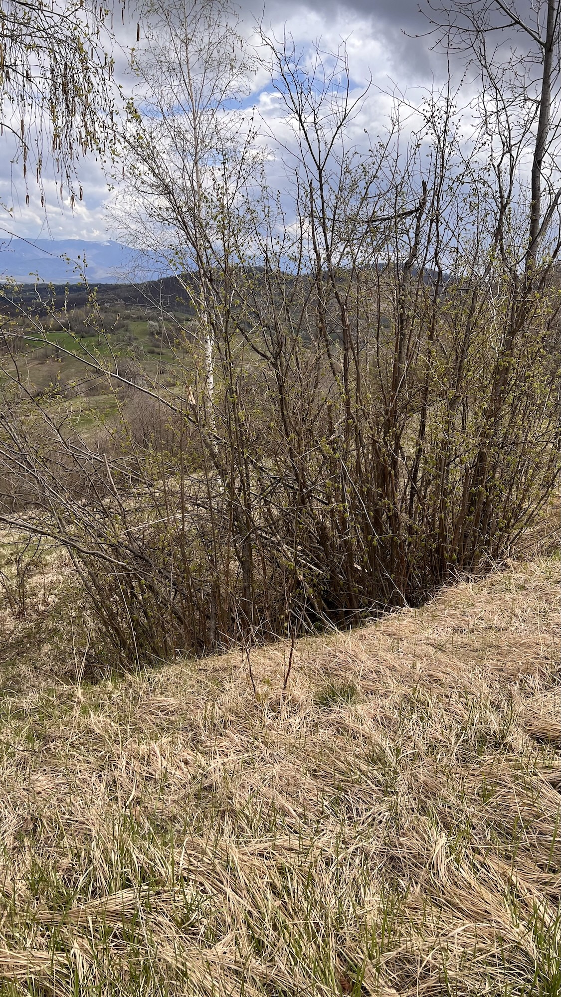 Intrare - Tufa de alun