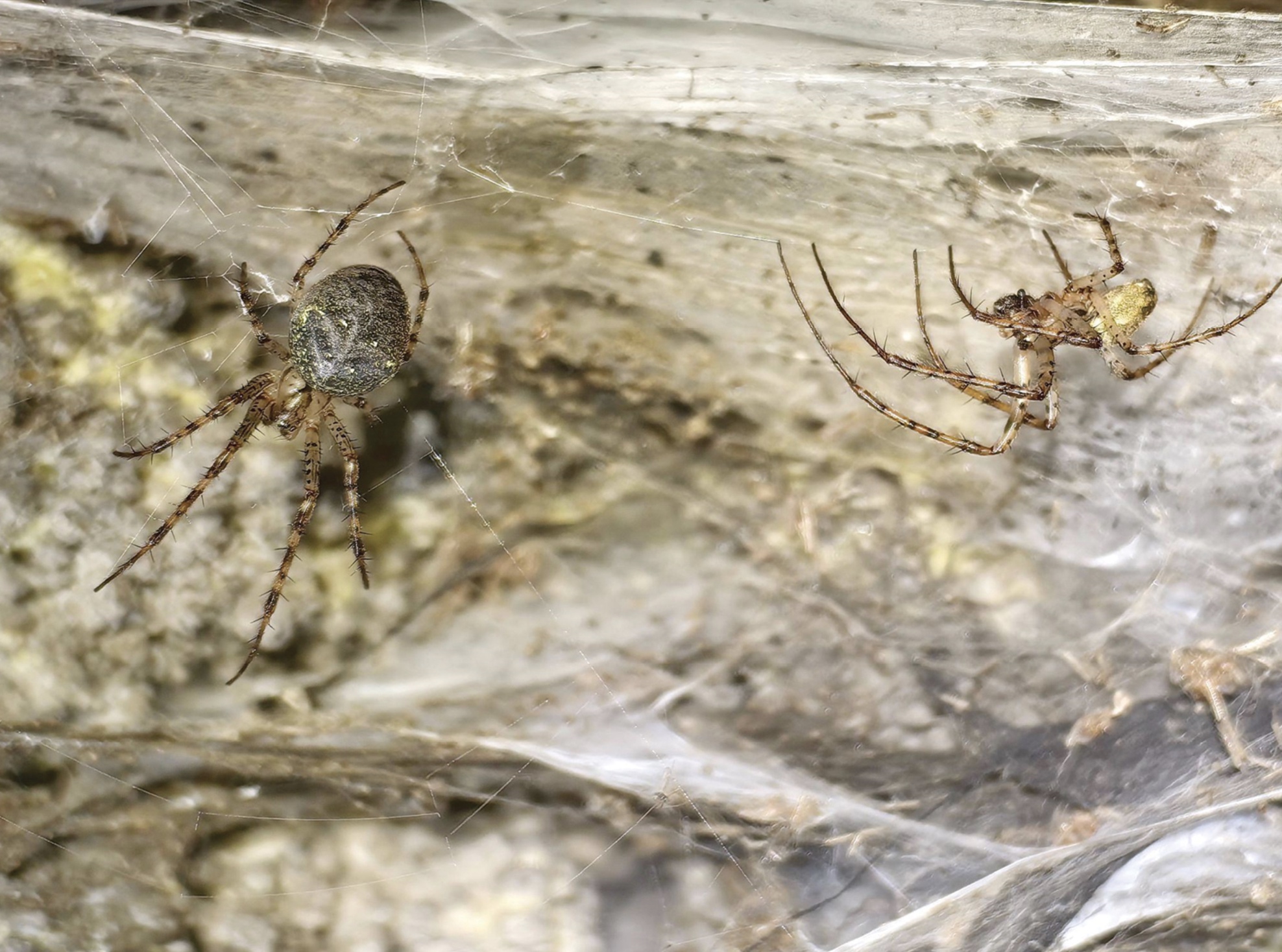 Megacolonia de păianjeni din Peștera Sulfur - 4